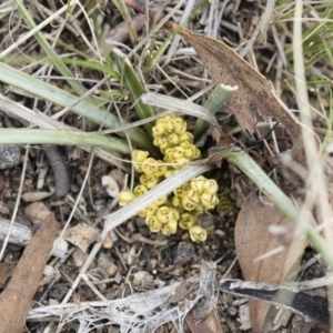 Lomandra bracteata at Illilanga & Baroona - 13 Oct 2018