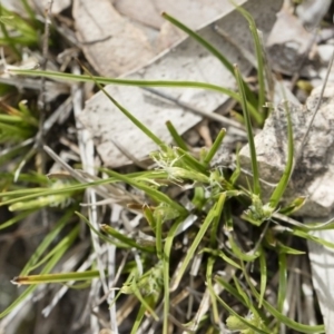 Carex breviculmis at Illilanga & Baroona - 13 Oct 2018