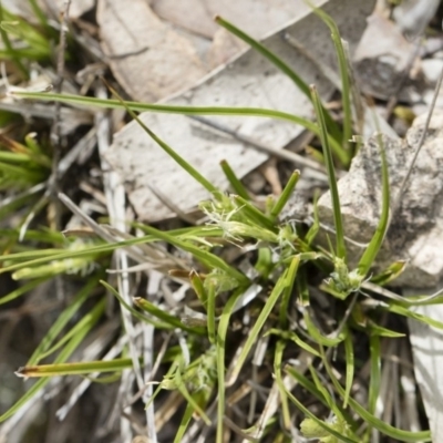 Carex breviculmis (Short-Stem Sedge) at Illilanga & Baroona - 13 Oct 2018 by Illilanga