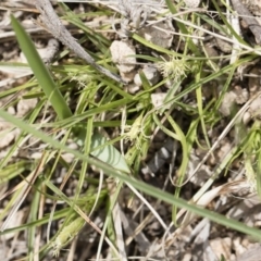 Carex breviculmis at Illilanga & Baroona - 13 Oct 2018