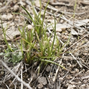 Carex breviculmis at Illilanga & Baroona - 13 Oct 2018