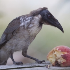 Philemon corniculatus (Noisy Friarbird) at Illilanga & Baroona - 15 Jan 2014 by Illilanga