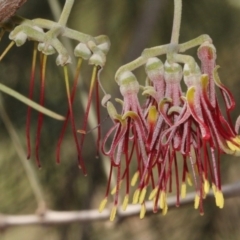 Amyema cambagei (Sheoak Mistletoe) at Cotter Reserve - 11 Sep 2018 by PeteWoodall