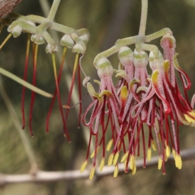 Amyema cambagei (Sheoak Mistletoe) at Cotter Reserve - 11 Sep 2018 by PeteWoodall