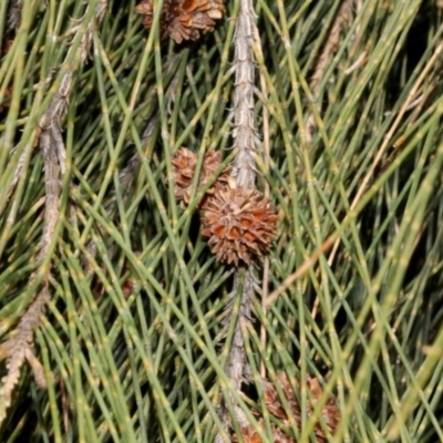 Casuarina cunninghamiana subsp. cunninghamiana (River She-Oak, River Oak) at Cotter Reserve - 11 Sep 2018 by PeteWoodall