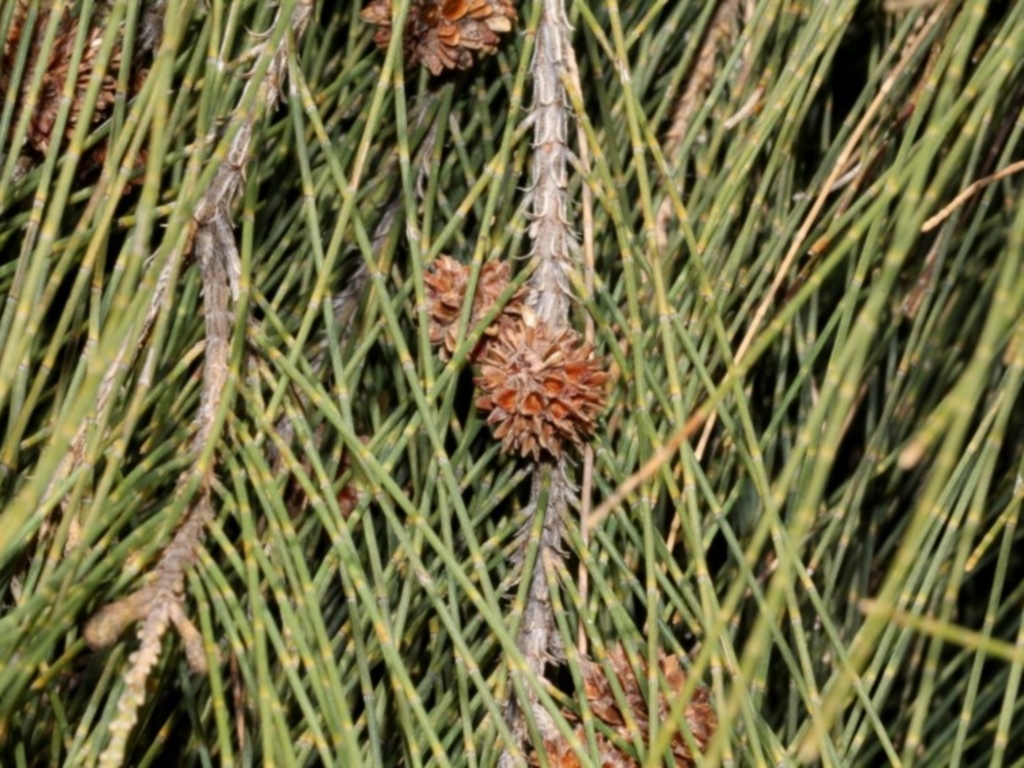 Casuarina cunninghamiana subsp. cunninghamiana at Stromlo, ACT - 11 Sep 2018