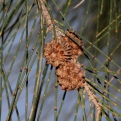 Casuarina cunninghamiana subsp. cunninghamiana at Stromlo, ACT - 11 Sep 2018 11:06 AM