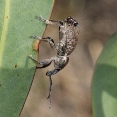 Leptopius sp. (genus) (A weevil) at Cotter Reserve - 11 Sep 2018 by PeteWoodall