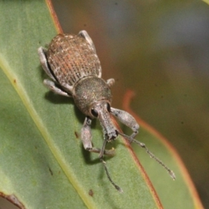 Leptopius sp. (genus) at Stromlo, ACT - 11 Sep 2018