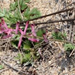 Fumaria sp. (Fumitory) at Stromlo, ACT - 11 Sep 2018 by PeteWoodall
