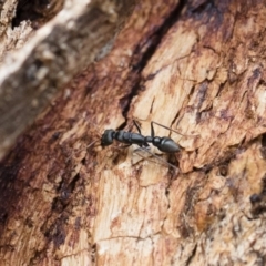 Myrmecia sp., pilosula-group (Jack jumper) at Illilanga & Baroona - 13 Oct 2018 by Illilanga