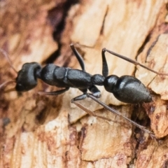 Myrmecia sp., pilosula-group at Michelago, NSW - 13 Oct 2018