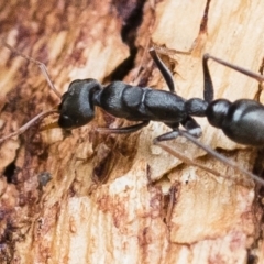 Myrmecia sp., pilosula-group at Michelago, NSW - 13 Oct 2018