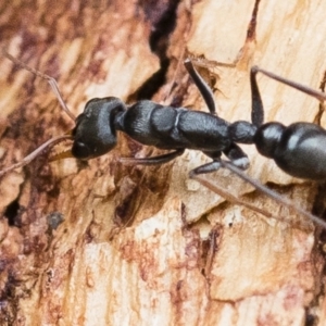 Myrmecia sp., pilosula-group at Michelago, NSW - 13 Oct 2018