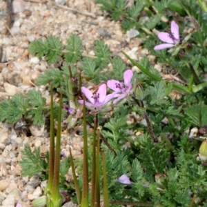 Erodium cicutarium at Stromlo, ACT - 11 Sep 2018 11:09 AM