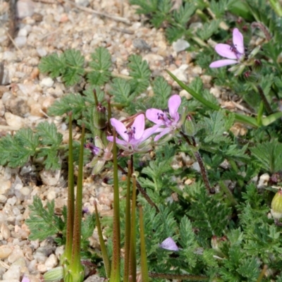 Erodium cicutarium (Common Storksbill, Common Crowfoot) at Cotter Reserve - 11 Sep 2018 by PeteWoodall