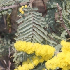 Acacia dealbata (Silver Wattle) at Stromlo, ACT - 11 Sep 2018 by PeteWoodall