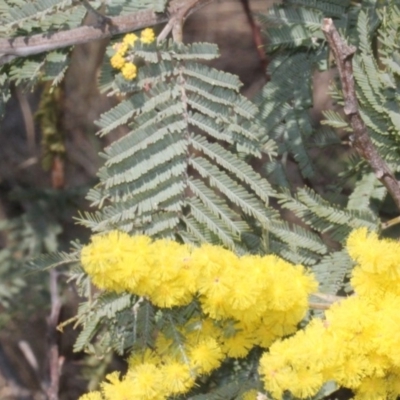 Acacia dealbata (Silver Wattle) at Cotter Reserve - 11 Sep 2018 by PeteWoodall