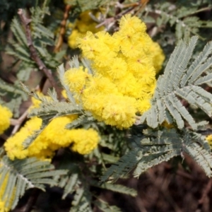 Acacia dealbata at Stromlo, ACT - 11 Sep 2018