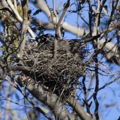 Strepera graculina (Pied Currawong) at Michelago, NSW - 2 Nov 2014 by Illilanga