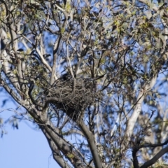 Strepera graculina at Michelago, NSW - 2 Nov 2014