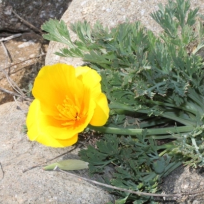 Eschscholzia californica (California Poppy) at Cotter Reserve - 11 Sep 2018 by PeteWoodall