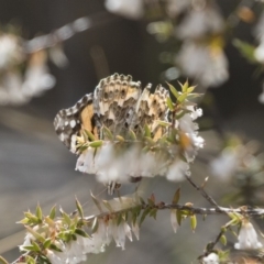 Vanessa kershawi (Australian Painted Lady) at Michelago, NSW - 13 Oct 2018 by Illilanga