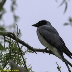 Coracina novaehollandiae at Acton, ACT - 12 Oct 2018