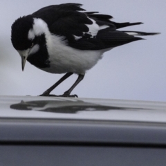 Grallina cyanoleuca (Magpie-lark) at National Arboretum Forests - 11 Oct 2018 by BIrdsinCanberra