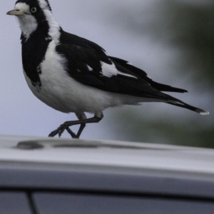 Grallina cyanoleuca at Molonglo Valley, ACT - 12 Oct 2018