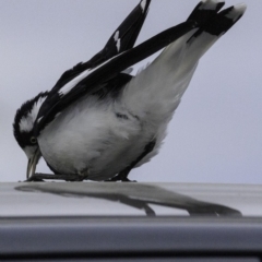 Grallina cyanoleuca at Molonglo Valley, ACT - 12 Oct 2018