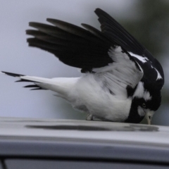 Grallina cyanoleuca at Molonglo Valley, ACT - 12 Oct 2018