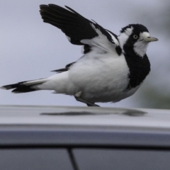 Grallina cyanoleuca at Molonglo Valley, ACT - 12 Oct 2018