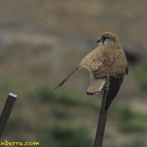 Falco cenchroides at Molonglo Valley, ACT - 12 Oct 2018