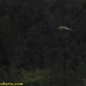 Falco cenchroides at Molonglo Valley, ACT - 12 Oct 2018 08:31 AM