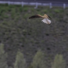 Falco cenchroides at Molonglo Valley, ACT - 12 Oct 2018