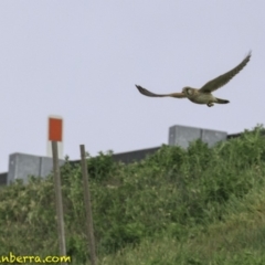 Falco cenchroides at Molonglo Valley, ACT - 12 Oct 2018