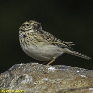 Anthus australis at Molonglo Valley, ACT - 12 Oct 2018 08:44 AM