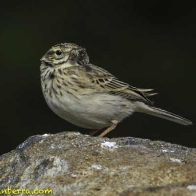 Anthus australis (Australian Pipit) at Molonglo Valley, ACT - 12 Oct 2018 by JonSteinbeck