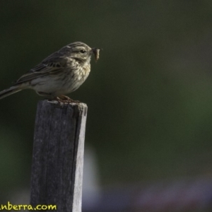 Anthus australis at Molonglo Valley, ACT - 12 Oct 2018 08:44 AM