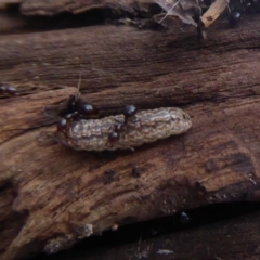 Acrodipsas myrmecophila (Small Ant-blue) at Jerrabomberra, ACT - 14 Oct 2018 by Christine