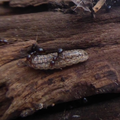 Acrodipsas myrmecophila (Small Ant-blue Butterfly) at Jerrabomberra, ACT - 14 Oct 2018 by Christine