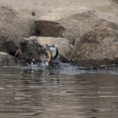 Microcarbo melanoleucos (Little Pied Cormorant) at Sullivans Creek, Lyneham South - 14 Oct 2018 by AlisonMilton