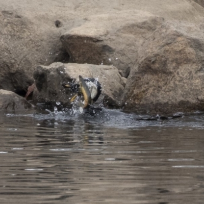 Microcarbo melanoleucos (Little Pied Cormorant) at Sullivans Creek, Lyneham South - 14 Oct 2018 by AlisonMilton