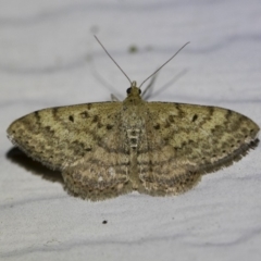 Scopula rubraria (Reddish Wave, Plantain Moth) at Illilanga & Baroona - 2 Oct 2018 by Illilanga