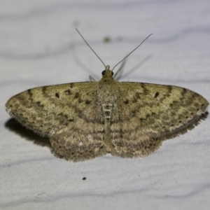 Scopula rubraria at Michelago, NSW - 2 Oct 2018