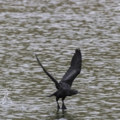 Phalacrocorax sulcirostris (Little Black Cormorant) at Molonglo Valley, ACT - 12 Oct 2018 by JonSteinbeck