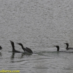 Phalacrocorax sulcirostris at Molonglo Valley, ACT - 12 Oct 2018 09:04 AM