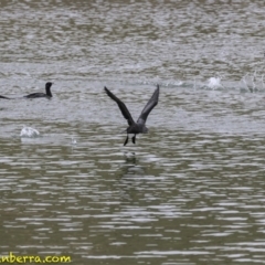 Phalacrocorax sulcirostris at Molonglo Valley, ACT - 12 Oct 2018 09:04 AM