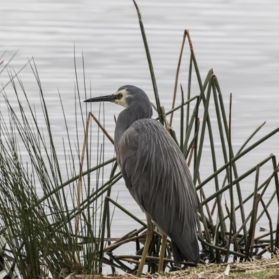 Egretta novaehollandiae (White-faced Heron) at Lake Burley Griffin Central/East - 13 Oct 2018 by Alison Milton